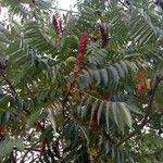 Rhus glabra Fruto