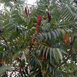 Rhus glabra ഫലം