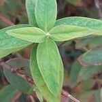Hypericum x moserianum Leaf