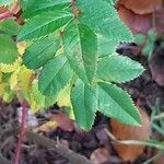 Rosa carolina Blatt