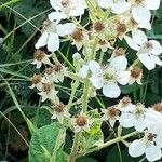 Rubus canescens 花