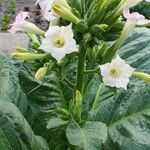 Nicotiana tabacum 花