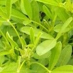 Crotalaria goreensis Leaf