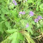 Phacelia congesta موطن