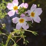 Hottonia palustris Flower