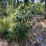 Pittosporum undulatum Habit