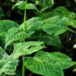 Brillantaisia lamium Leaf