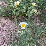 Glebionis coronaria Costuma