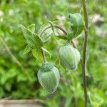 Codonopsis clematidea Blomst