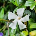 Vinca difformis Květ