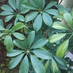 Heptapleurum arboricola 葉