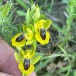 Ophrys lutea Kvet