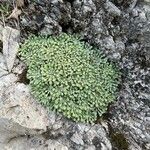 Saxifraga cochlearis Frunză