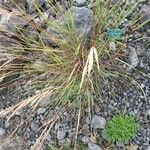 Achnatherum calamagrostis Blatt
