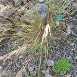 Achnatherum calamagrostis Leaf