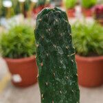 Consolea rubescens Hoja