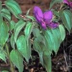 Rhynchanthera grandiflora Cvet