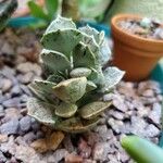 Kalanchoe rhombopilosa Folha