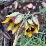 Fritillaria lusitanica Květ