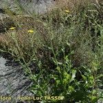 Hieracium patens Habit