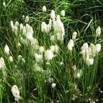 Eriophorum angustifoliumOther