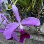 Cattleya pumila Flor