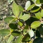 Phillyrea latifolia Cvet