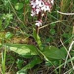 Orchis purpurea 整株植物