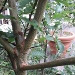 Prunus spinosa Écorce