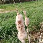 Typha latifolia Frucht