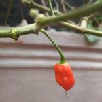 Capsicum chinense Fruto