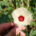Hibiscus sabdariffa Virág