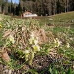 Petasites paradoxus Bloem