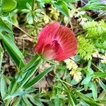 Lathyrus cicera Květ