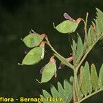 Vicia cassubica Arall