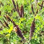 Amorpha canescens Folha