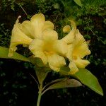 Rhododendron leytense