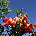 Campsis grandiflora Blomst