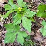 Ranunculus recurvatus Leaf