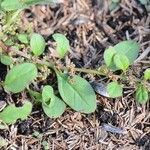 Chenopodium polyspermum Vekstform