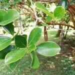 Psidium cattleyanum Leaf