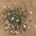 Silene sericea Habit