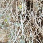 Gymnocarpos decander Corteza