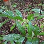 Protium apiculatum Frunză