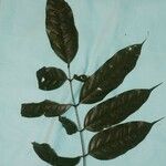Vouacapoua americana Leaf