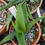 Aloe fleurentiniorum Liść