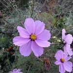 Cosmos bipinnatusЦвят