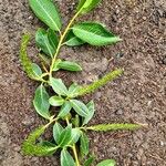 Salix pentandra Toetrandro