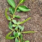 Salix pentandra موطن