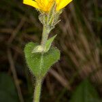Hieracium amplexicaule Λουλούδι